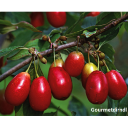 Geltonžiedė sedula - Cornus mas SCHONBRUNNER GOURMET DIRNDL