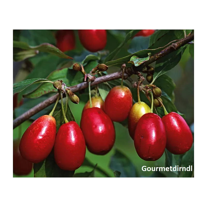 Geltonžiedė sedula - Cornus mas SCHONBRUNNER GOURMET DIRNDL