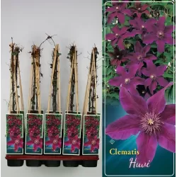 Raganė - Clematis HUVI