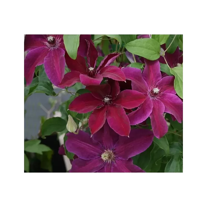 Raganė - Clematis HUVI