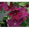 Raganė - Clematis HUVI