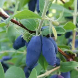 Honeyberry - Lonicera caerulea kamtschatica LENINGRADSKIJ VELIKAN