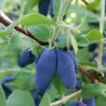 Kamčatkinis sausmedis - Lonicera caerulea kamtschatica LENINGRADSKIJ VELIKAN
