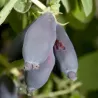 Kamčatkinis sausmedis - Lonicera caerulea kamtschatica LENINGRADSKIJ VELIKAN