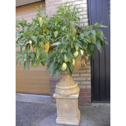 Ežinė kiauliauogė - Solanum muricatum