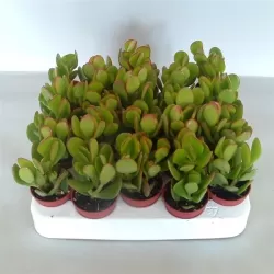 Crassula argentea 5Ø (augintojas Handelkw. Lock CV)