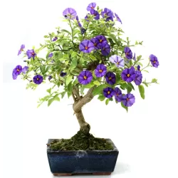Paprastasis ožerškėlis - Solanum rantonetii