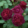 Rožė - Rosa MUNSTEAD WOOD ®