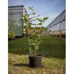 Valgomasis sausmedis - Lonicera caerulea KRUPNOPLODNAYA