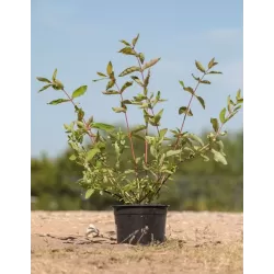 Valgomasis sausmedis - Lonicera caerulea kamtschatica ZOLUŠKA SALASPILS