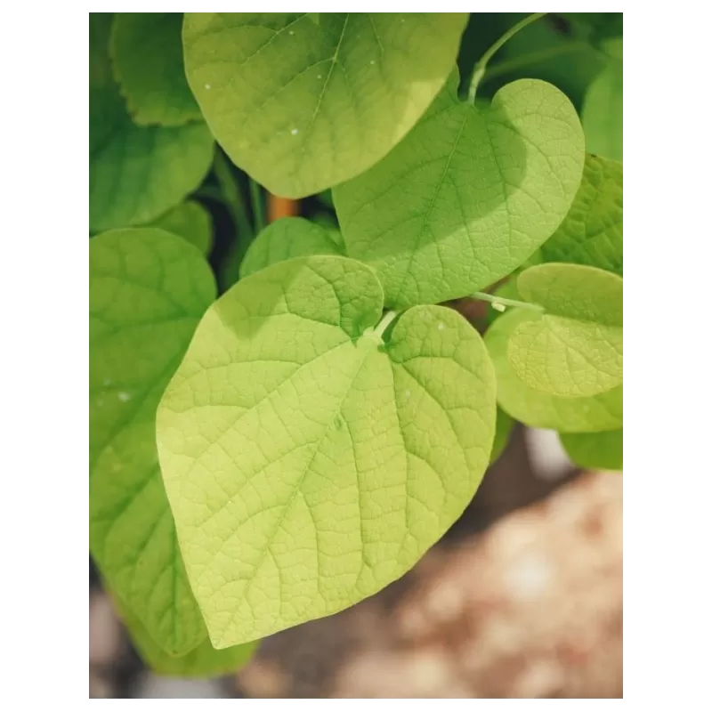 Dekoratyviniai augalai internetu