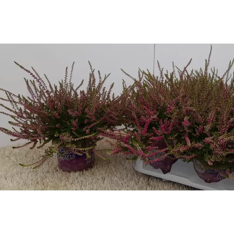 Viržis - Calluna vulgaris eckart miessner P12 w22.5 x6 gyva foto 2022-08-19