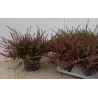 Viržis - Calluna vulgaris eckart miessner P12 w22.5 x6 gyva foto 2022-08-19