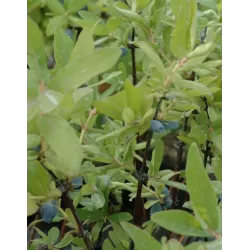 Užsisakyk augalus pavasariui jau dabar