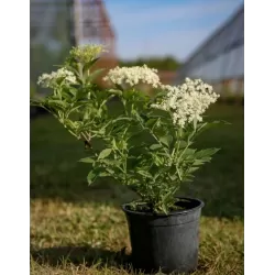 Juoduogis šeivamedis - Sambucus nigra MAMMUT