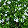Vinca minor ALBA