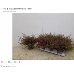 Viržis - Calluna vulgaris eckart miessner P12 w22.5 x6 gyva foto 2022-08-19