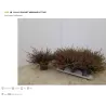 Viržis - Calluna vulgaris eckart miessner P12 w22.5 x6 gyva foto 2022-08-19