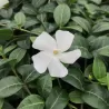 Mažoji žiemė - Vinca minor ALBA