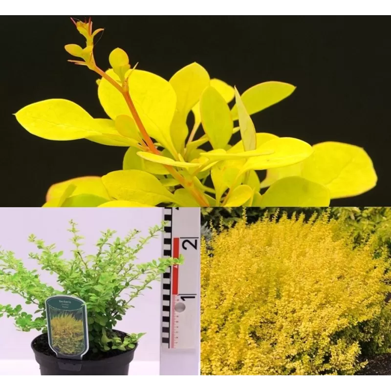 Tunbergo raugerškis - Berberis thunbergii Aurea Tunbergo raugerškis - Berberis thunbergii Aurea