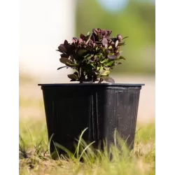 Tunbergo raugerškis - Berberis thunbergii CONCORDE