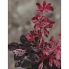 Tunbergo raugerškis - Berberis thunbergii INSPIRATION