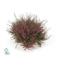 Viržis - Calluna vulgaris eckart miessner P12 w22.5 x6 gyva foto 2022-08-19