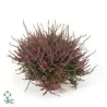 Viržis - Calluna vulgaris eckart miessner P12 w22.5 x6 gyva foto 2022-08-19