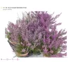 Viržis - Calluna vulgaris eckart miessner P12 w22.5 x6 gyva foto 2022-08-19
