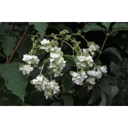 Aukštoji hortenzija - Hydrangea heteromalla BOUGIE 2026