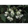 Aukštoji hortenzija - Hydrangea heteromalla BOUGIE