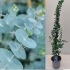 Eukaliptas - Eucalyptus pulverulenta SILVER DOLLAR