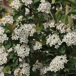 Juodavaisių aronijų Nero sodinukai su pristatymu į namus