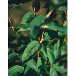 Valgomasis sausmedis - Lonicera edulis FAZEKAŠS NR.1