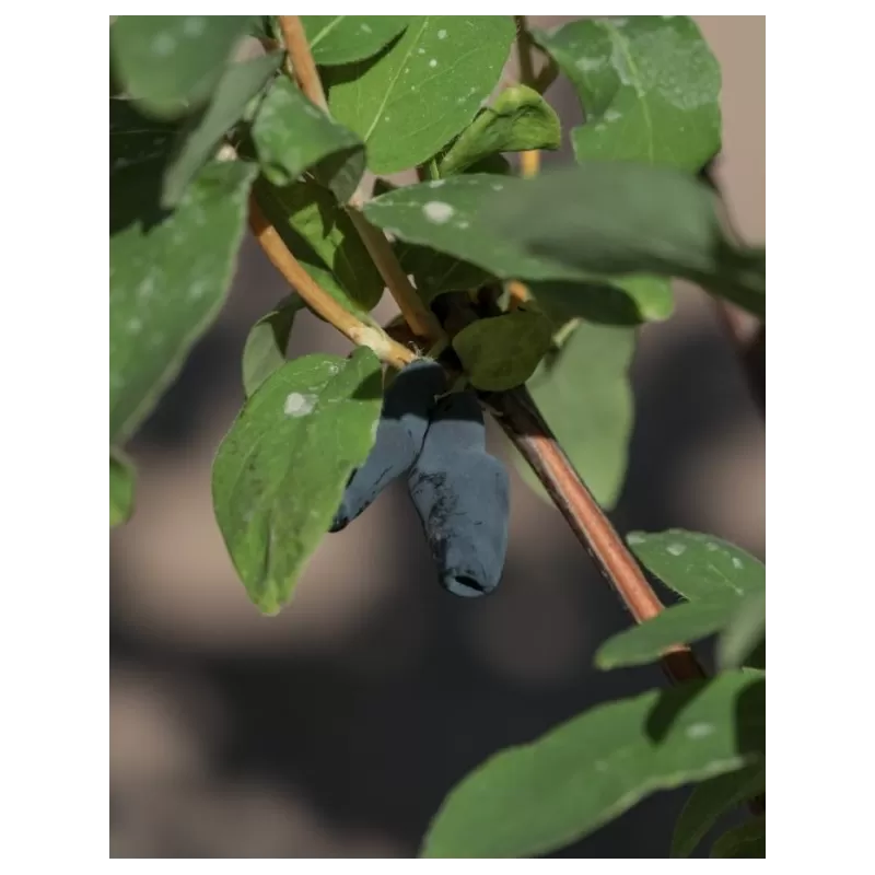 Valgomasis sausmedis - Lonicera edulis FAZEKAŠS NR.1
