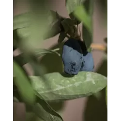 Valgomasis sausmedis - Lonicera kamtschatica BALALAIKA