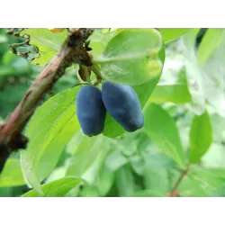 Valgomasis sausmedis - Lonicera kamtschatica BALALAIKA