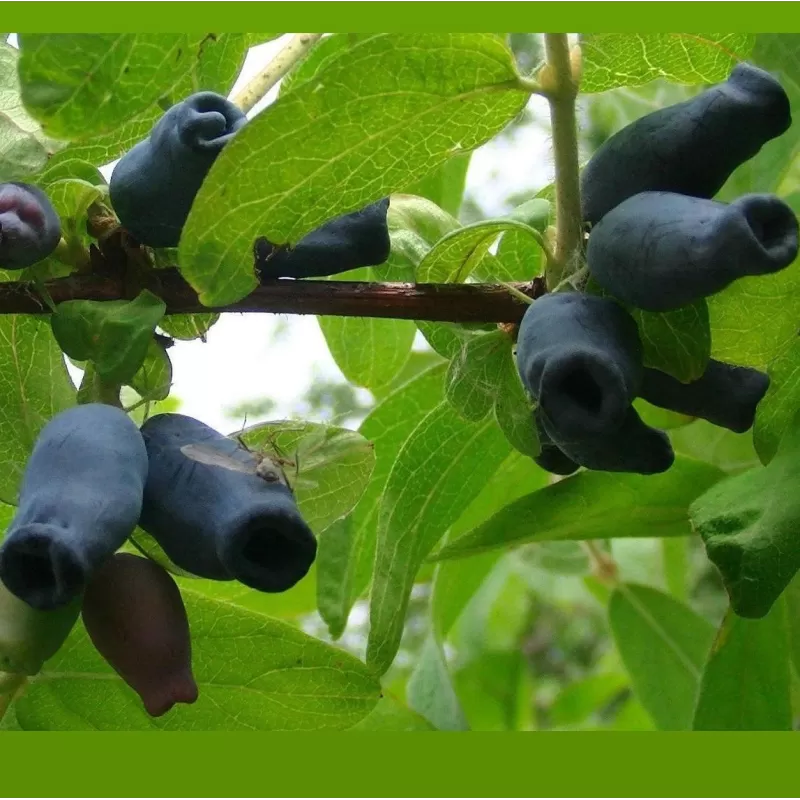 Valgomasis sausmedis - Lonicera kamtschatica BALALAIKA