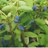 Valgomasis sausmedis - Lonicera kamtschatica BALALAIKA