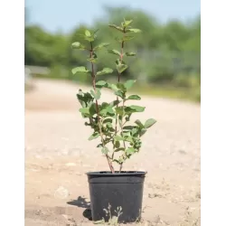 Valgomasis sausmedis - Lonicera kamtschatica CHELNOCHNOJE