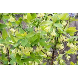 Valgomasis sausmedis - Lonicera kamtschatica CHELNOCHNOJE