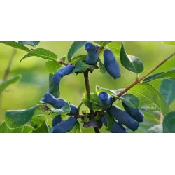 Valgomasis sausmedis - Lonicera kamtschatica CHELNOCHNOJE