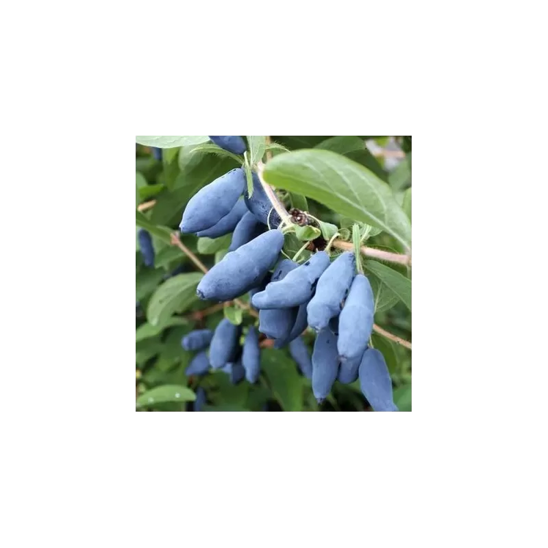 Valgomasis sausmedis - Lonicera kamtschatica CHELNOCHNOJE