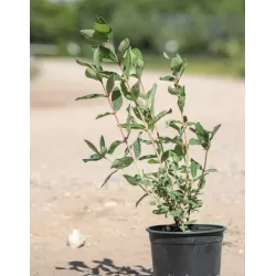 Valgomasis sausmedis - Lonicera kamtschatica KUVSHINOVIDNAYA