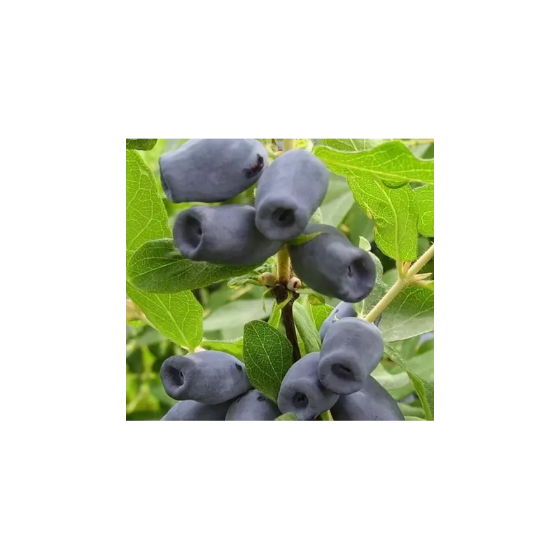 Valgomasis sausmedis - Lonicera kamtschatica KUVSHINOVIDNAYA