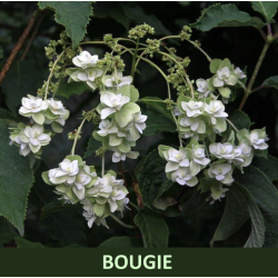 Aukštoji hortenzija - Hydrangea heteromalla BOUGIE