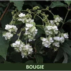 Hydrangea heteromalla Bougie ORDER FOR 2026