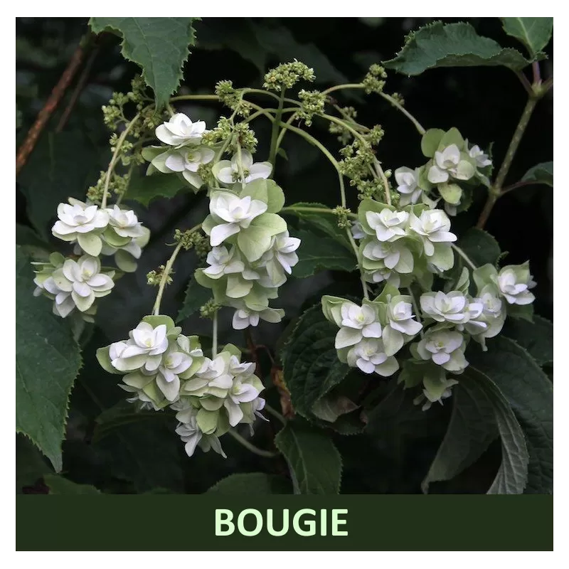 Aukštoji hortenzija - Hydrangea heteromalla BOUGIE 2026