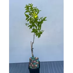 Zizifas - Ziziphus jujuba LI