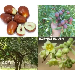 Zizifas - Ziziphus jujuba THORNLESS
